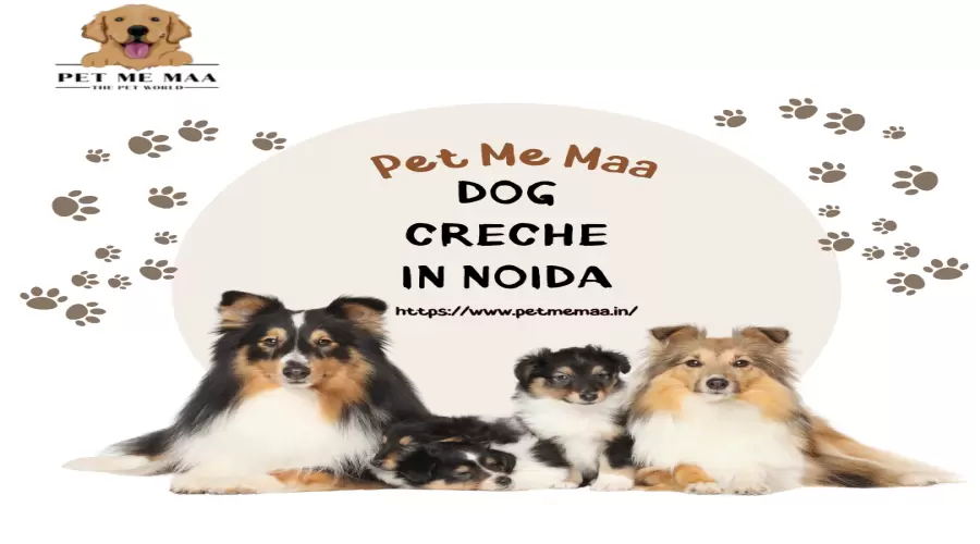Affordable Doggy Daycare Near Me in Noida  – Pet Me Maa